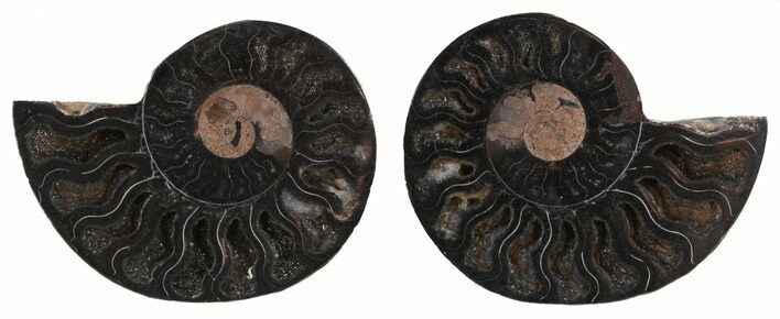 Split Black/Orange Ammonite Pair - Unusual Coloration #55563